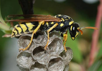 Hornets, Wasps, Bees
