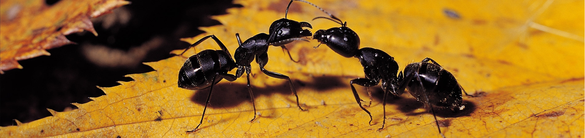 Carpenter Ant - Ants | AlMobidoon Pests Control Abu Dhabi